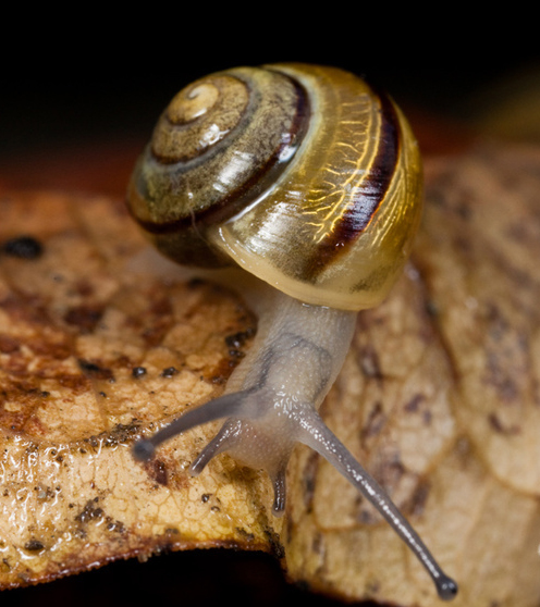 Mystery Snails - O-Ring - Quantity of 3